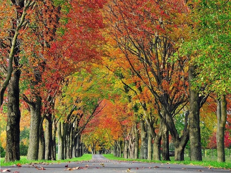 Going Down the Road - trees, road, colors, autumn