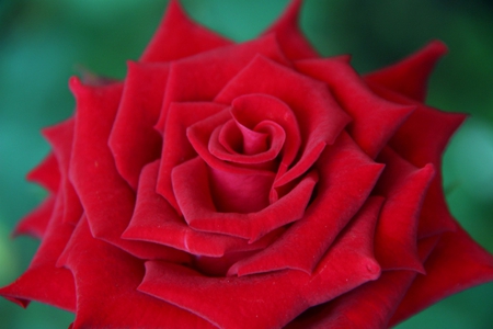 Red beauty - tenderness, red rose, magic, amazing, beautiful, velvet, beauty, petals, wonderful, rose, softness