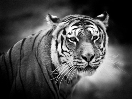 Wild Cat.... - tiger, tail, the, by