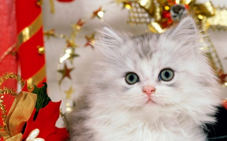 Blue Eyes - santa, garlands, globes, gifts, ornaments, cat, kitty, blue eyes