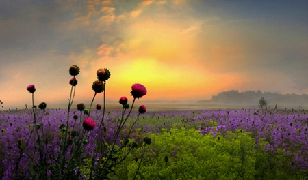 Amazing - flowers, red, fields, sunset