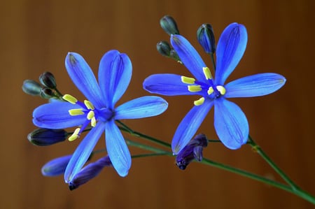 Blue Stars - flowers, blue, beautiful, green, two