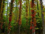 Autumn Virginia Creeper