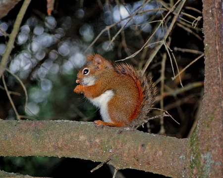 Just Busy Eating - fur, limb, tree, squirrel