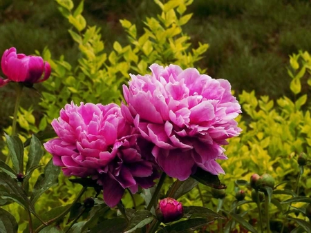 Pink peony flowers. - full, lush, happy marriage, rounded bloom