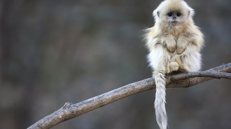 Cute Monkey - branch, cute, pose, tail, monkey