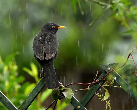 Blackbird in the Rain - black, blackbird, beautiful, green, rain, photo, fence, sitting