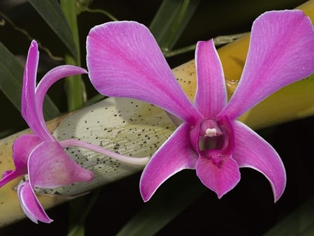 Orchid - blooms, nature, romantic, flower, petals