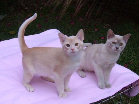 Burmese kittens. - animal, kitten, burmese, cute, cat