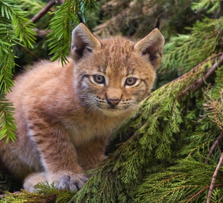 Lynx kitten. - animal, lynx, cute, kitten, cat, wild