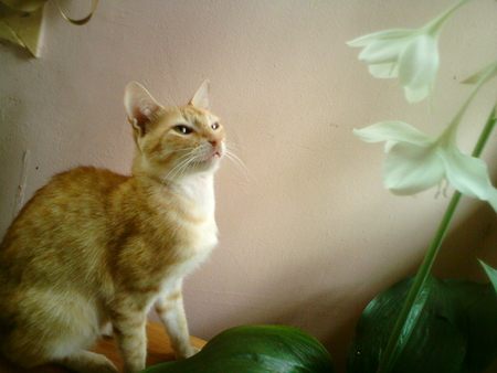 cute... - cute, flower, orange, cat