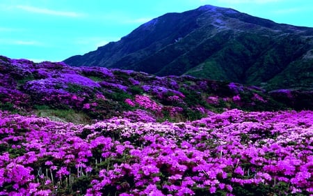 SPRING  BLOSSOMS