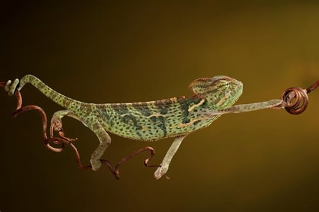 WALKING LIZARD IN MID AIR. - lizard, reaching, cute, walking