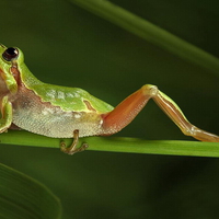 YOGA FROG