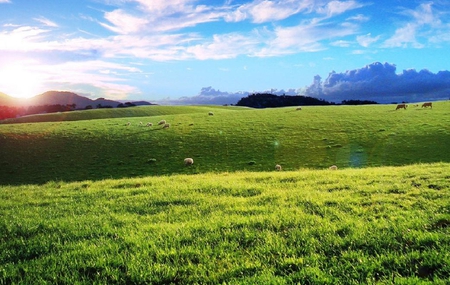 Green fields - sky, animals, pretty, nice, clouds, fields, nature, grass