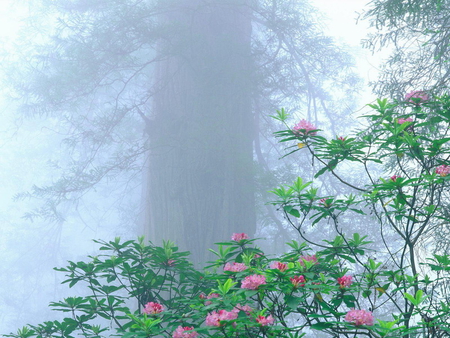 RHODODENDRONS IN FORREST - flowers, trees, misty, beautiful