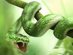 Green snake