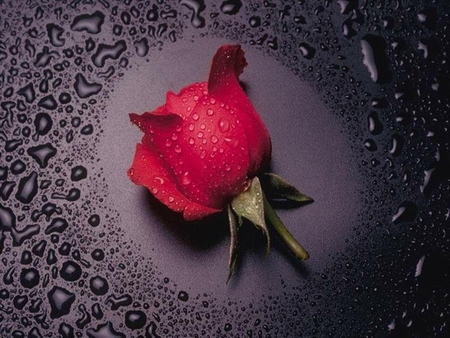 ROSE AND WATER DROPLETS - pretty, rose, droplets, water