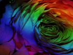 Colorful Rose