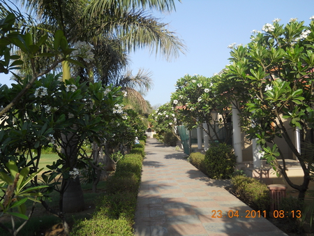 A flowery passage. - palm flowers, green, path, trees