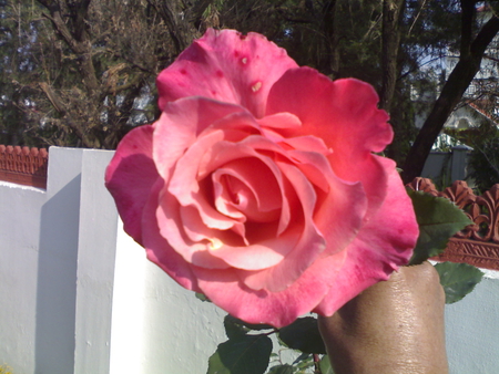 Huge Rose - hand, red, green, wall