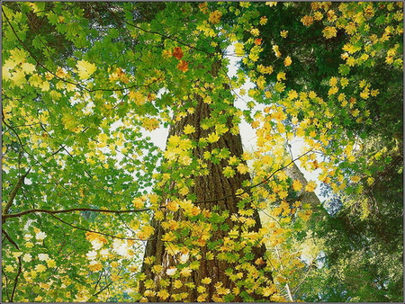 BEAUTIFUL LEAVES - gree, trees, yellow, beautiful