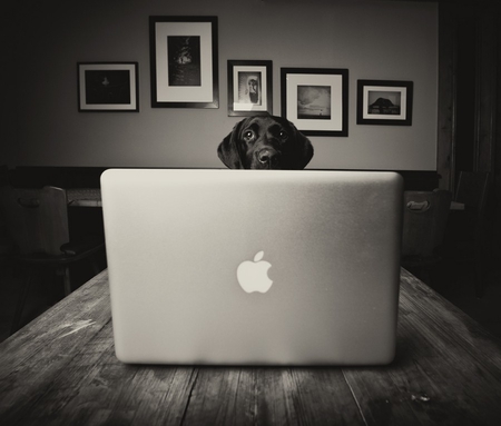 I'M THE BOSS - ipod, funny, photography, bw, dog, office, apple, animals