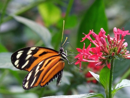 Butterfly on Flower - beautiful, on flower, butterfly, picture