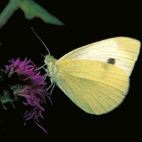 Butterfly in Dark