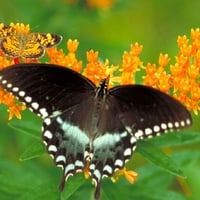 Butterfly on Flowers