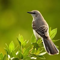 Bird in Leaves