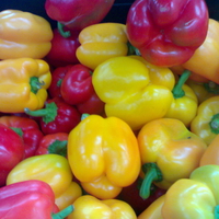 Colorful Capsicums.