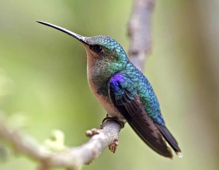 Humming Bird - bird, picture, beautiful, humming