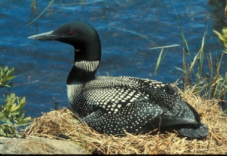 Loon Bird - beautiful, loon, bird, picture