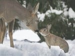 Bambi and Thumper