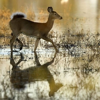 White-Tailed-Deer