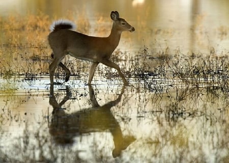 White-Tailed-Deer - beautiful, white-tailed, deer, picture