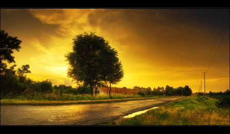 the golden - sky, road, golden, tree, nature, grass