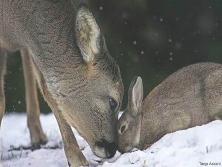 Bambi and Thumper - fawn, hare, rabbit, deer