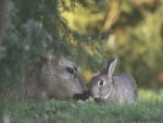 Bambi and Thumper