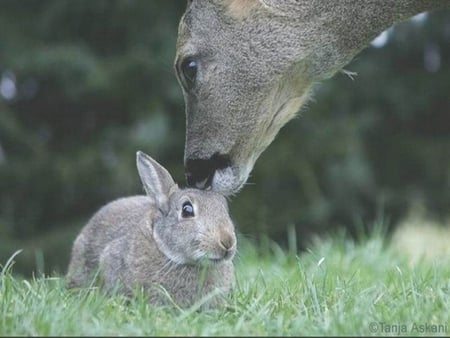 Bambi and Thumper - fawn, hare, rabbit, deer