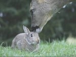 Bambi and Thumper