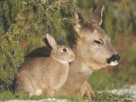 Bambi and Thumper - fawn, hare, rabbit, deer