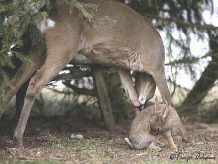 Bambi and Thumper - rabbit, fawn, hare, deer