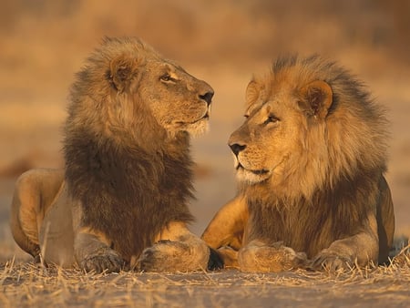 Future King and a Prince - lions, two, cats, wild, beautiful, manes, large