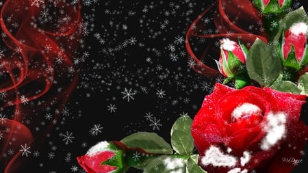 Late Bloomer - winter, snow, red roses, firefox persona, fall, ice, season, snowing, rose, frost, smoke