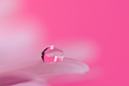 Pink Drop - flower, pink, petals, drop, nature, liquid