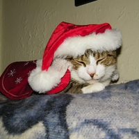 Santa Cat