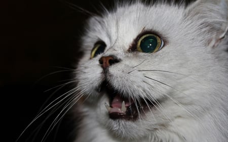 Really? - white, cute, cat, 2011