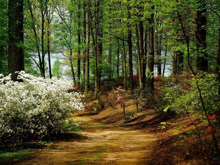 Brighton Azalea Garden - garden, path, forest, trees